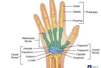 Hand Bones - Anatomy, Structure and Diagram Hand Bones - Anatomy, Structure and Diagram